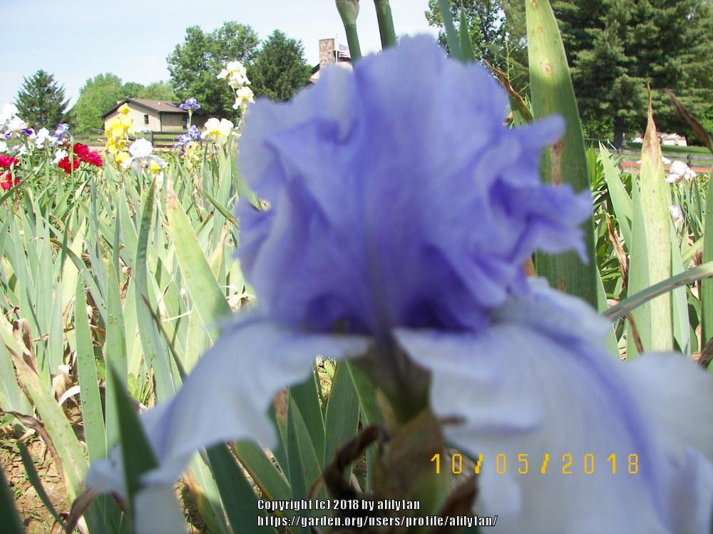 Photo of Tall Bearded Iris (Iris 'Bye Bye Blues') uploaded by alilyfan