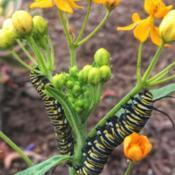 Found about 20 monarch caterpillars in someone’s green trash ca