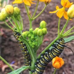 Location: Coastal San Diego County 
Date: 2018-05-14
Found about 20 monarch caterpillars in someone’s green trash ca