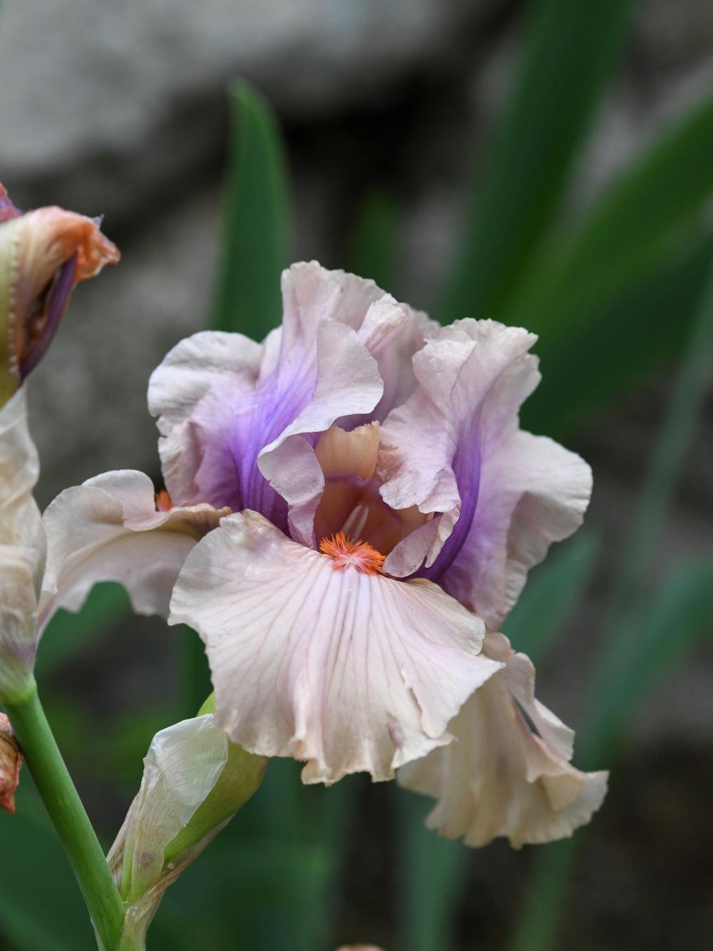 Photo of Tall Bearded Iris (Iris 'Pretty as a Picture') uploaded by cliftoncat