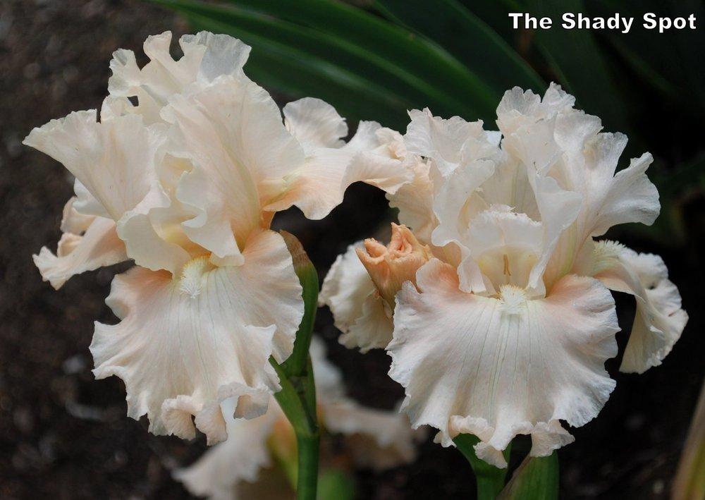 Photo of Tall Bearded Iris (Iris 'Let's Misbehave') uploaded by lovemyhouse