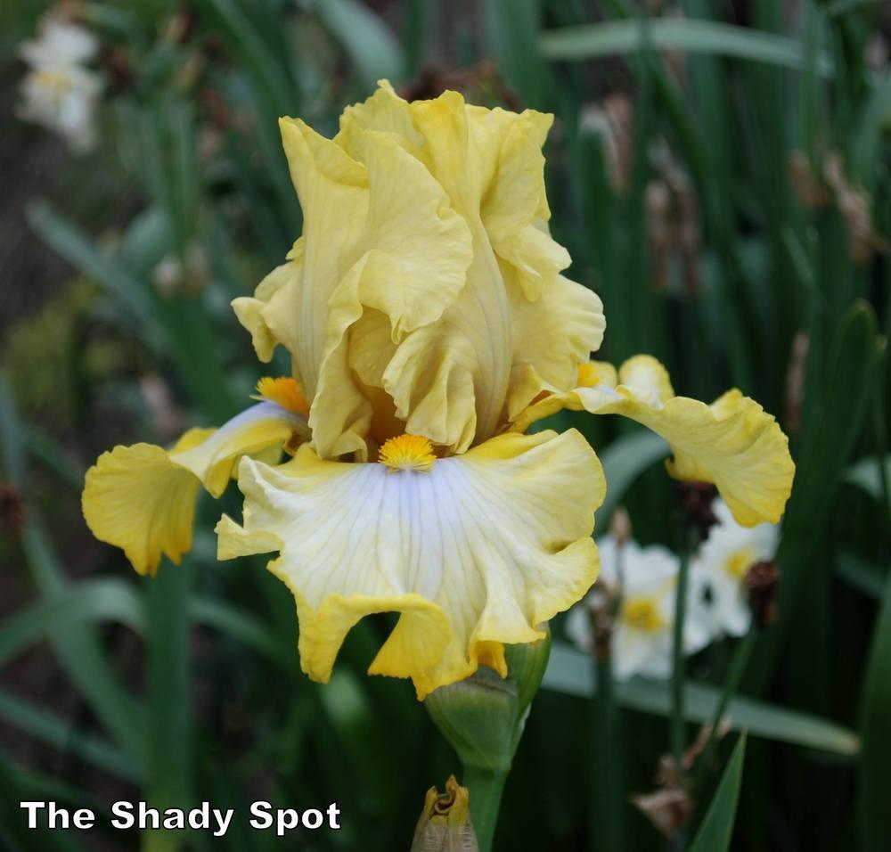 Photo of Tall Bearded Iris (Iris 'Scandinavian Gal') uploaded by lovemyhouse