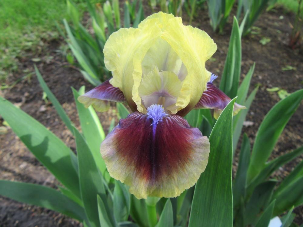 Photo of Standard Dwarf Bearded Iris (Iris 'Rainbow Rim') uploaded by tveguy3