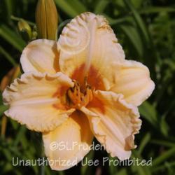Location: Currie's Daylily Farm, Whitemore, MI
Date: 2014-07-11