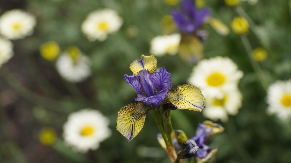 Photo of Siberian Iris (Iris 'So Van Gogh') uploaded by Islandview