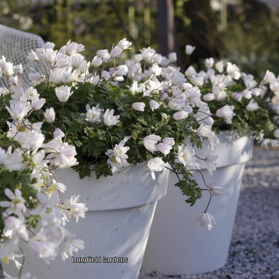 Photo of Grecian Windflower (Anemone blanda 'White Splendour') uploaded by Joy