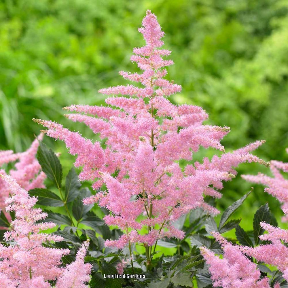 Photo of Astilbe 'Country and Western' uploaded by Joy