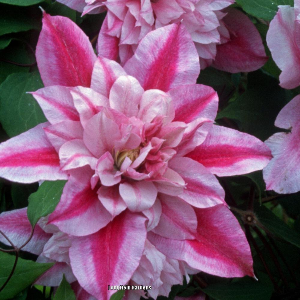Photo of Clematis Patricia Ann Fretwell™ uploaded by Joy