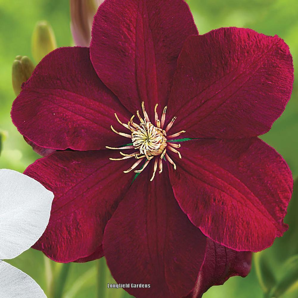Photo of Clematis 'Rouge Cardinal' uploaded by Joy