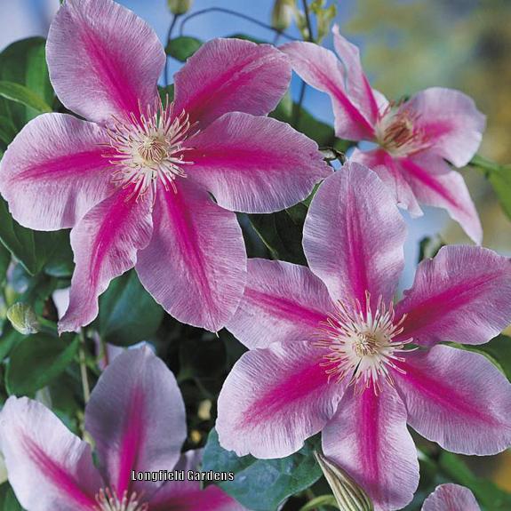 Photo of Clematis 'Piilu' uploaded by Joy