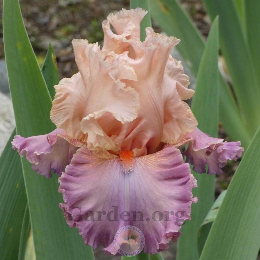 Photo of Tall Bearded Iris (Iris 'Bowled Over') uploaded by Patty