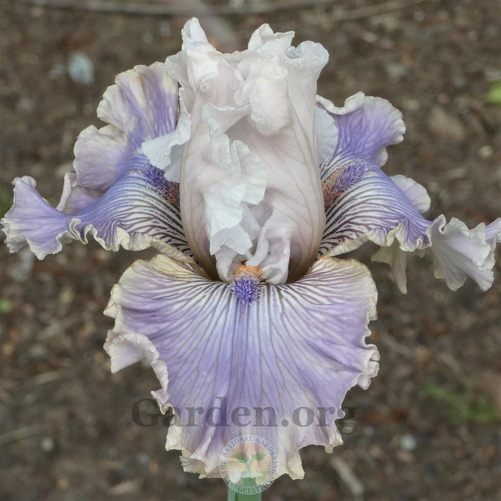 Photo of Tall Bearded Iris (Iris 'Haunted Heart') uploaded by Patty