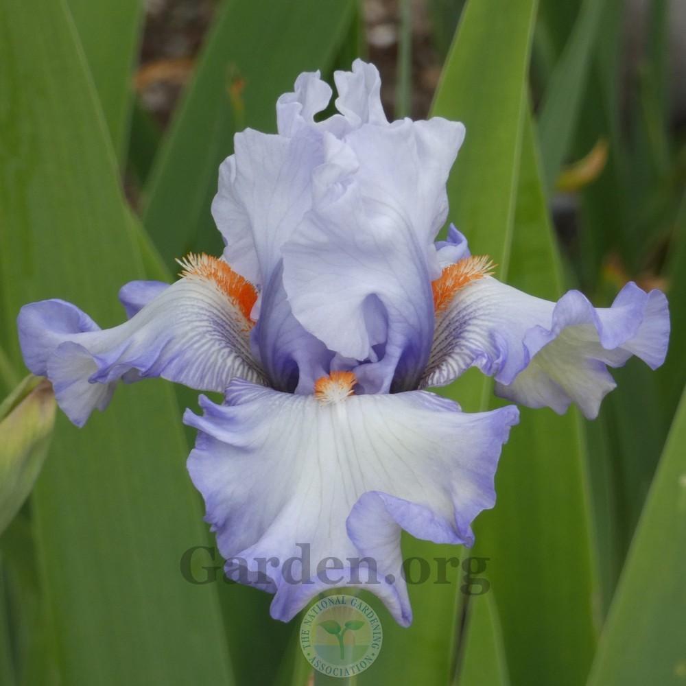 Photo of Tall Bearded Iris (Iris 'Waterline') uploaded by Patty