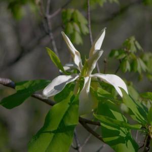 Magnolia fraseri bloom