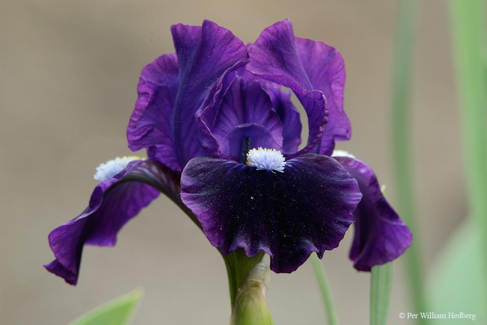 Photo of Standard Dwarf Bearded Iris (Iris 'Wish Upon a Star') uploaded by William