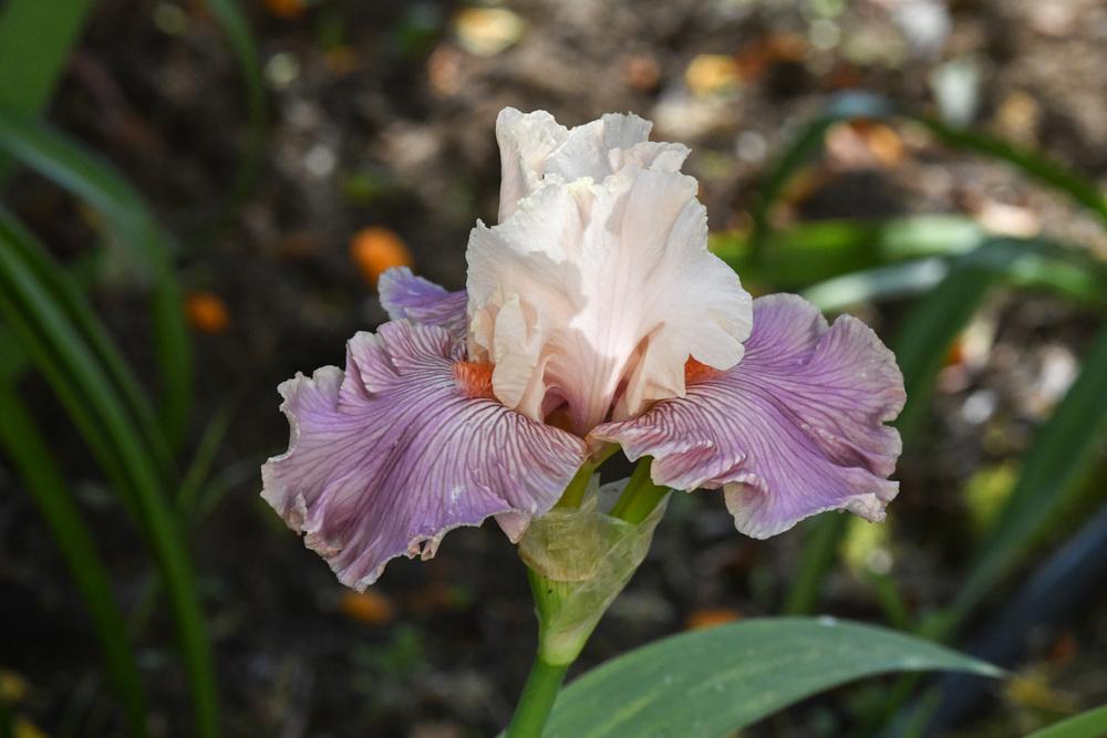 Photo of Tall Bearded Iris (Iris 'Cross My Heart') uploaded by cliftoncat