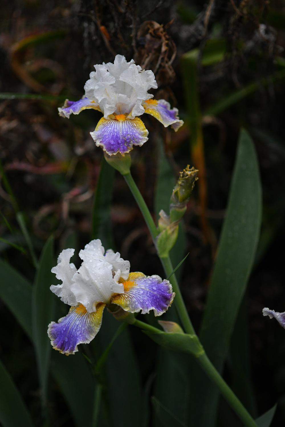 Photo of Tall Bearded Iris (Iris 'Wild Angel') uploaded by cliftoncat