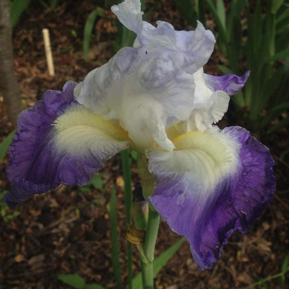 Photo of Tall Bearded Iris (Iris 'Clarence') uploaded by csandt