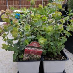 
Date: 2018-05-15
Young plants in 4" pots sourced from local nursery.