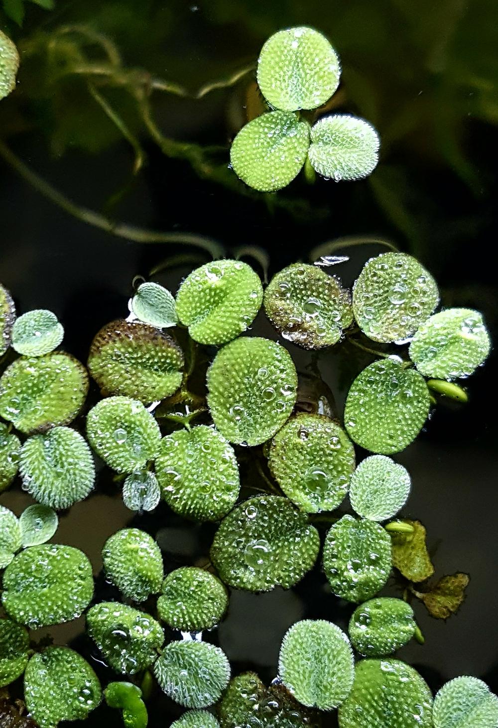 Photo of Water Spangles (Salvinia minima) uploaded by Jai_Ganesha