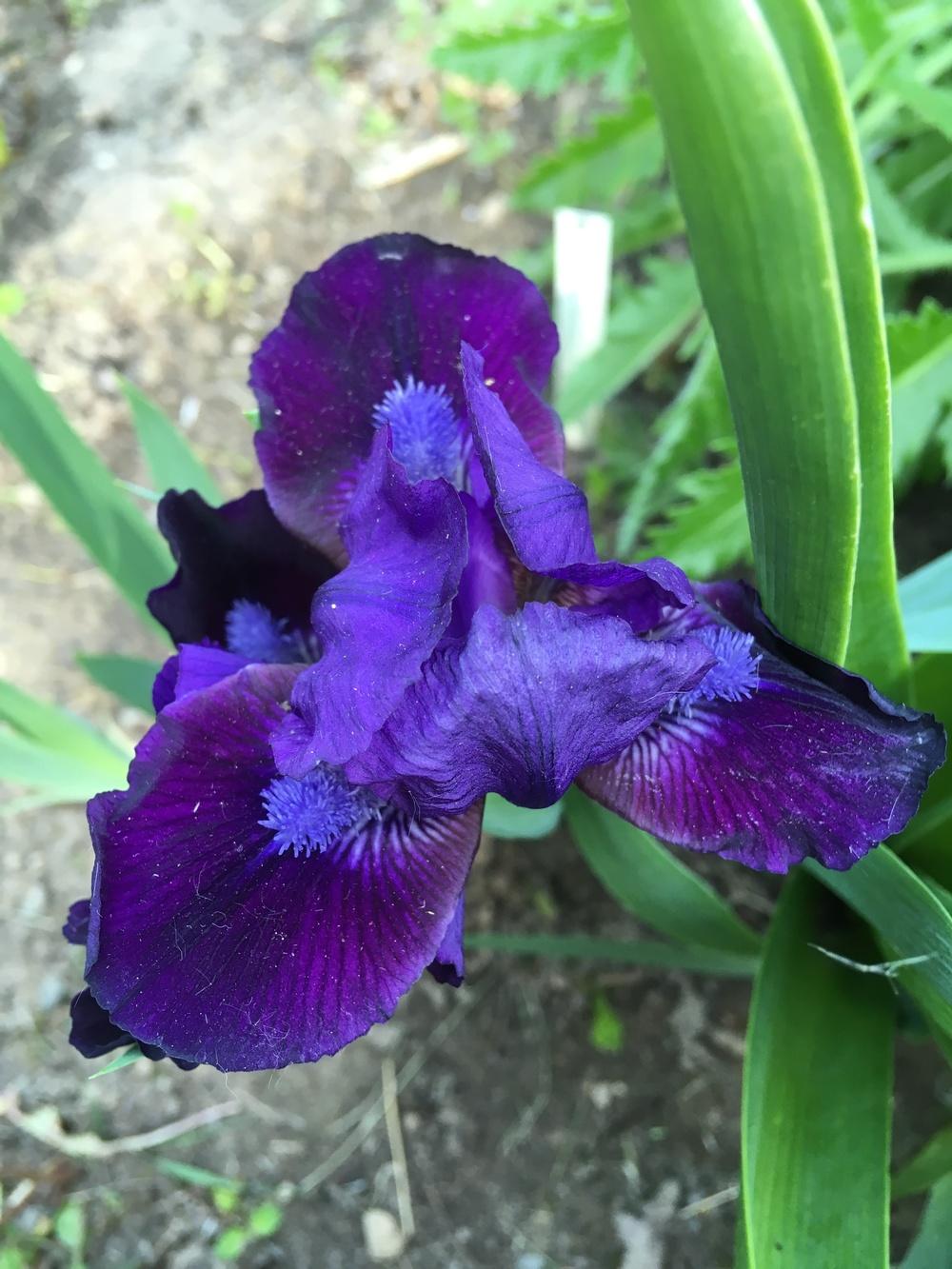 Photo of Standard Dwarf Bearded Iris (Iris 'Jewel Baby') uploaded by Lbsmitty