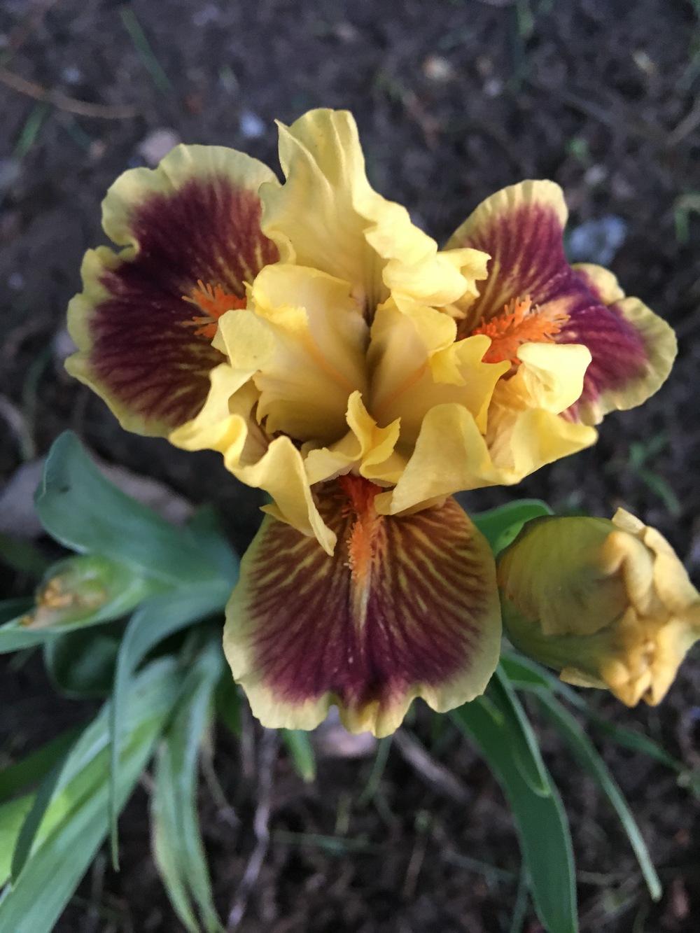Photo of Standard Dwarf Bearded Iris (Iris 'Eye of the Tiger') uploaded by Lbsmitty