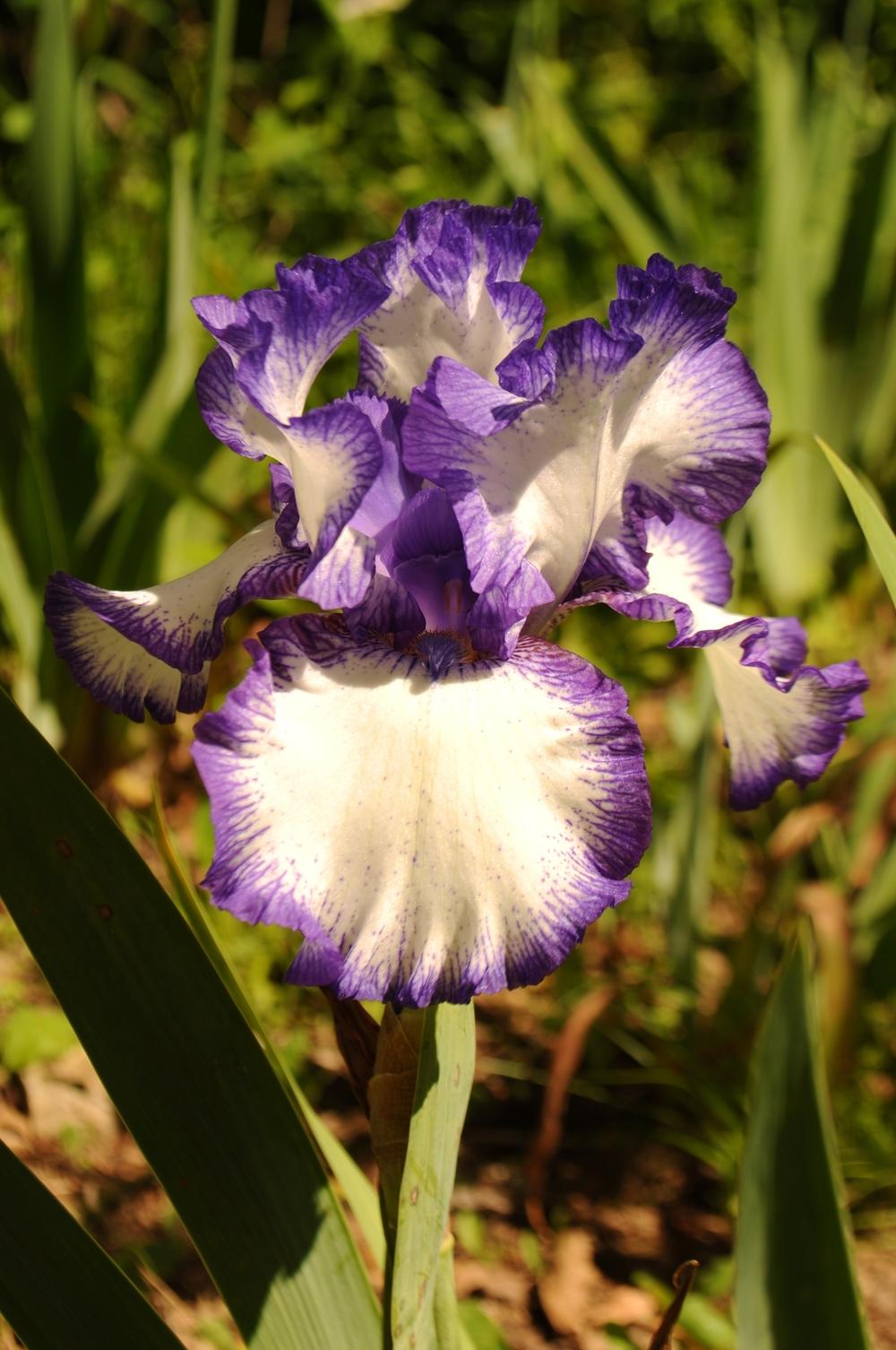 Photo of Tall Bearded Iris (Iris 'Rare Treat') uploaded by Phytodiscovery