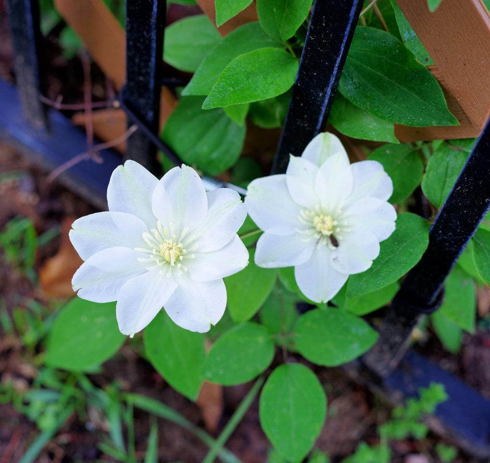 Photo of Clematis 'Guernsey Cream' uploaded by Rose1656
