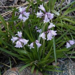 Location: Mountains of northern California
Date: May 03, 2018
On some websites, these are called 'Pink Bells'