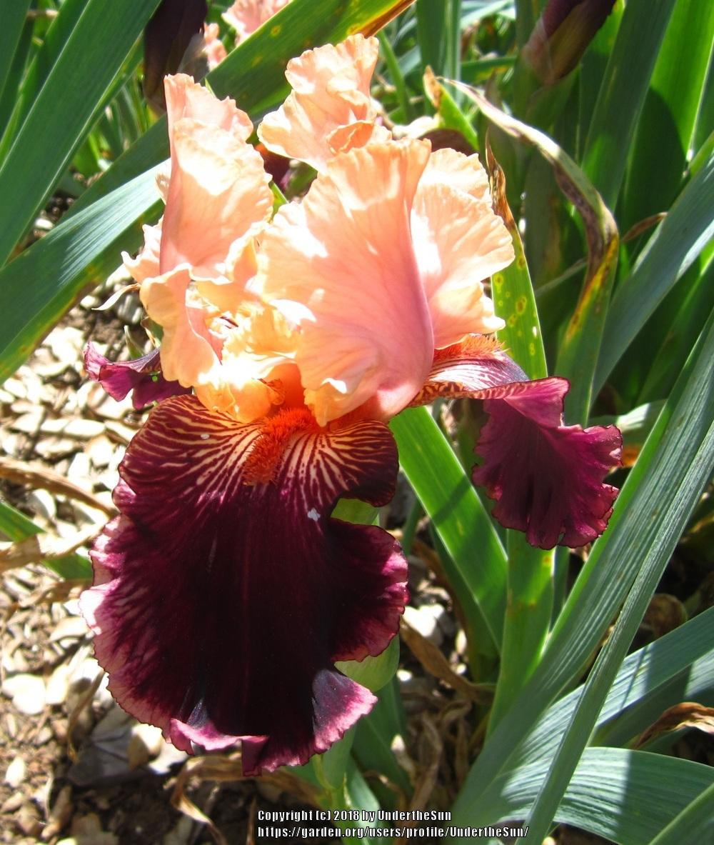 Photo of Border Bearded Iris (Iris 'Sopra il Vulcano') uploaded by UndertheSun