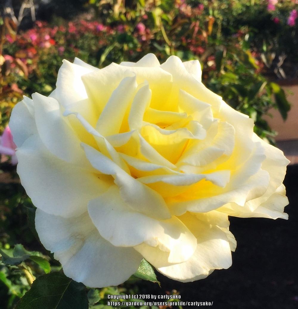 Photo of Rose (Rosa 'White Licorice') uploaded by carlysuko