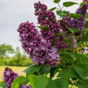 "Syringa vulgaris 'Lavender Lady', 2018 photo, Lilac, , USDA Hard