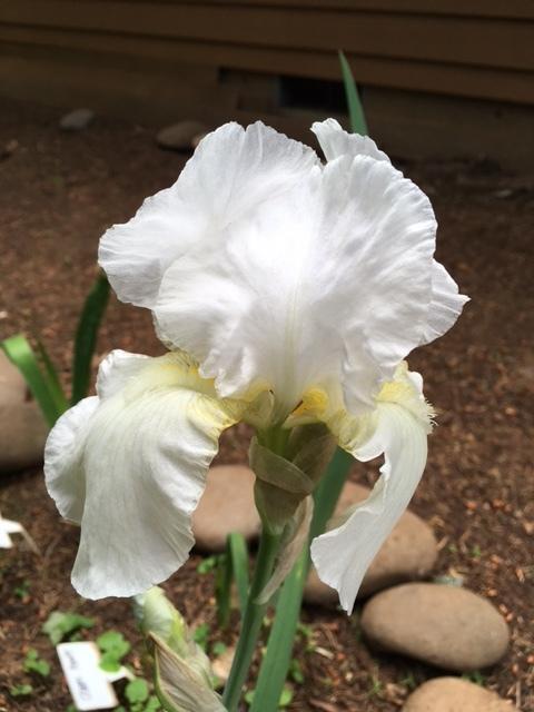 Photo of Tall Bearded Iris (Iris 'I Do') uploaded by lharvey16