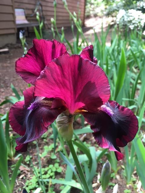 Photo of Tall Bearded Iris (Iris 'Rio Rojo') uploaded by lharvey16