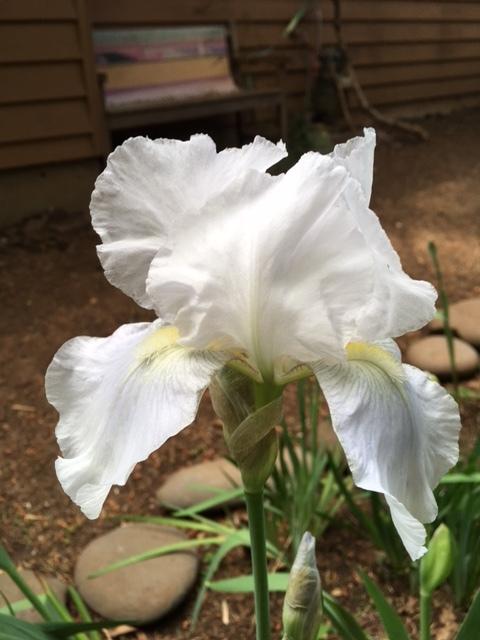Photo of Tall Bearded Iris (Iris 'Immortality') uploaded by lharvey16