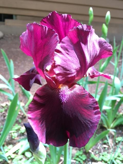Photo of Tall Bearded Iris (Iris 'Rio Rojo') uploaded by lharvey16