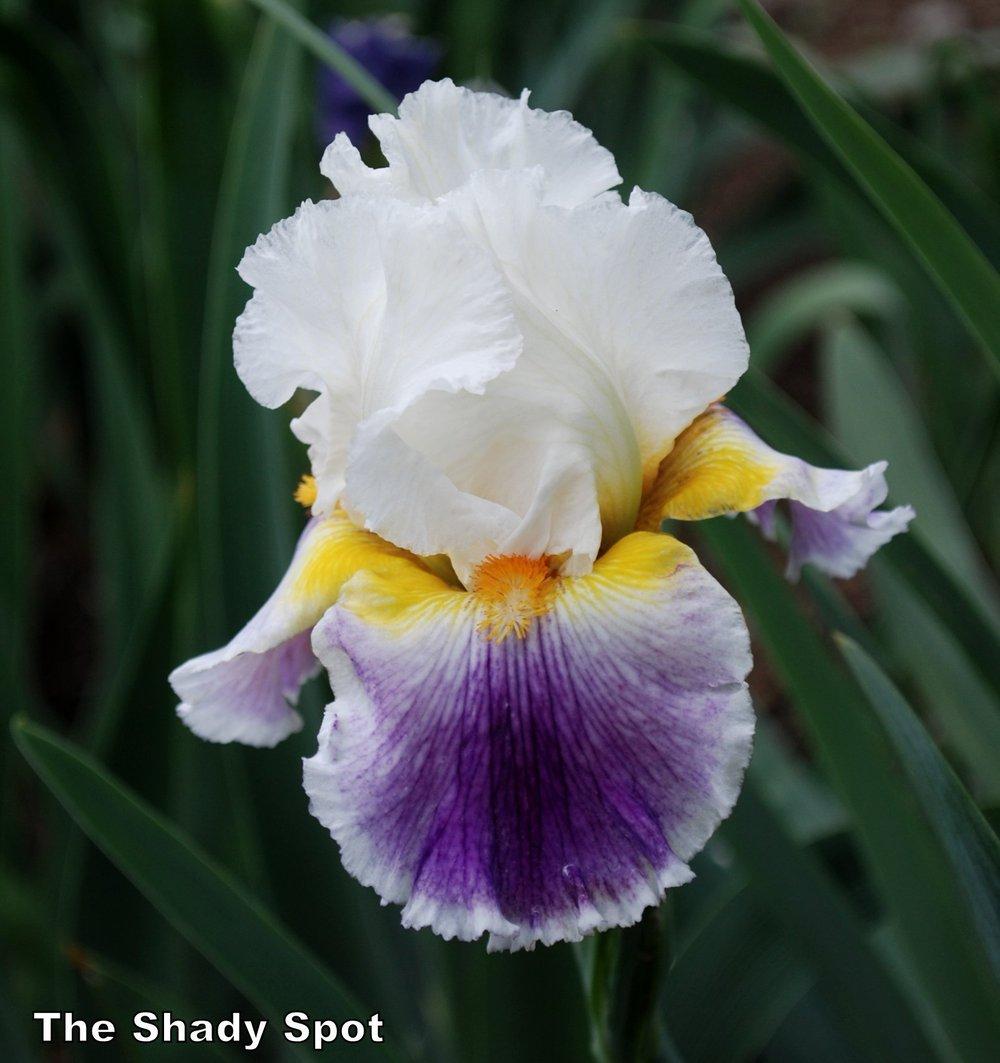 Photo of Tall Bearded Iris (Iris 'Beacon of Light') uploaded by lovemyhouse