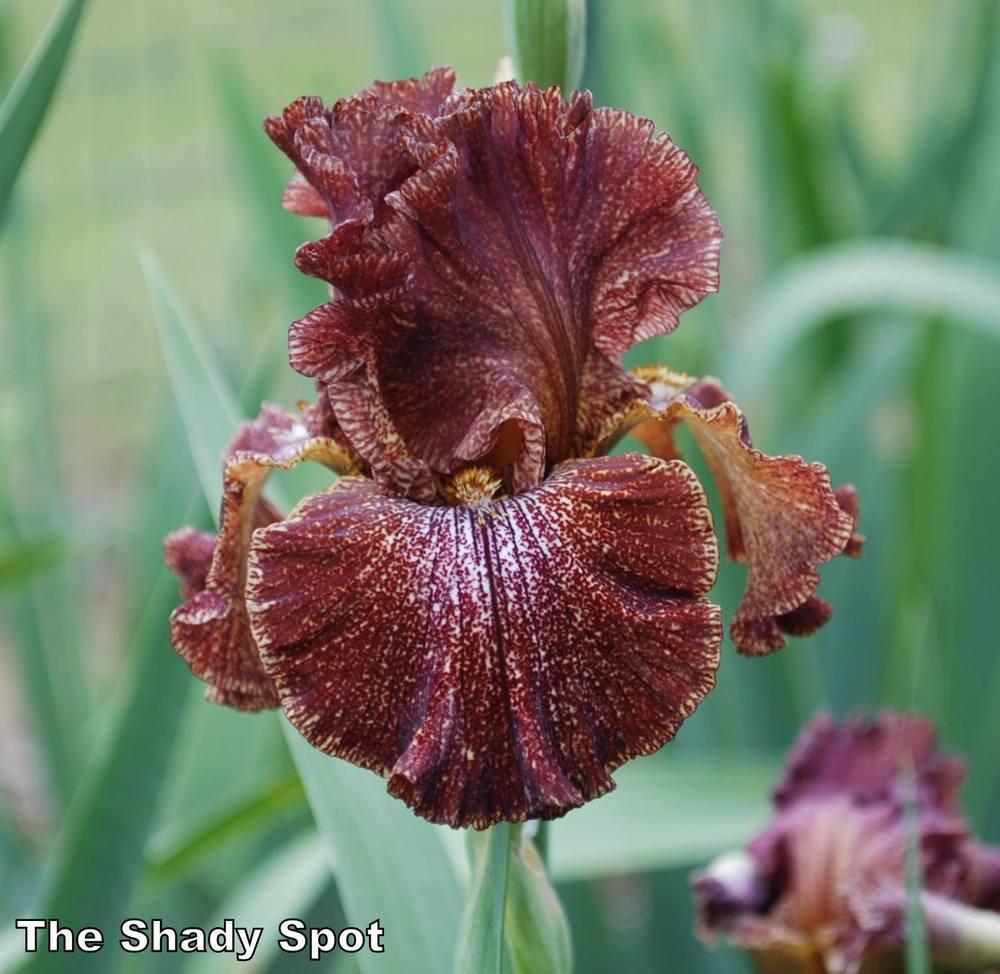Photo of Tall Bearded Iris (Iris 'American Original') uploaded by lovemyhouse