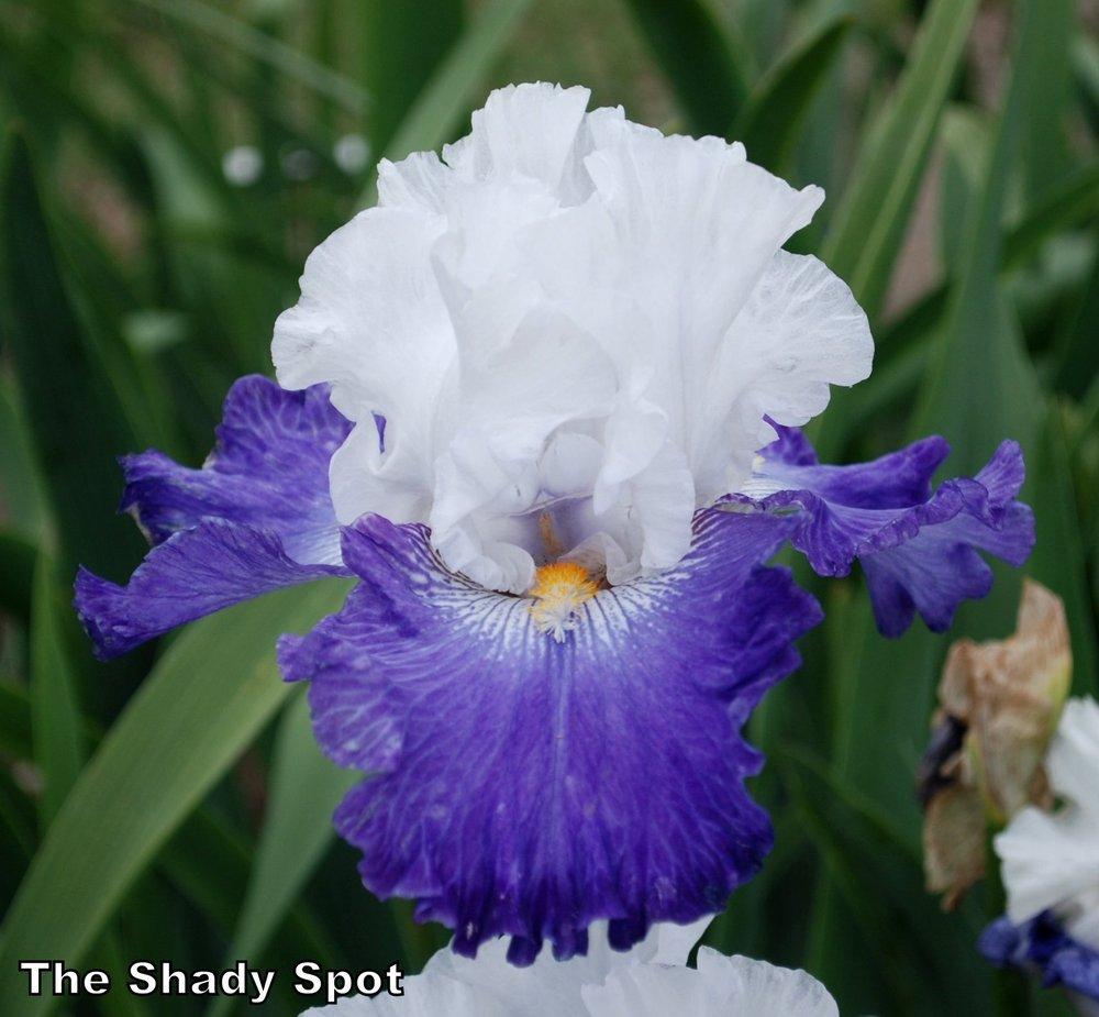 Photo of Tall Bearded Iris (Iris 'Hurry Up Sun') uploaded by lovemyhouse