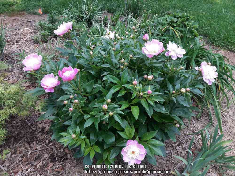 Photo of Peony (Paeonia lactiflora 'Bowl of Beauty') uploaded by quercusnut