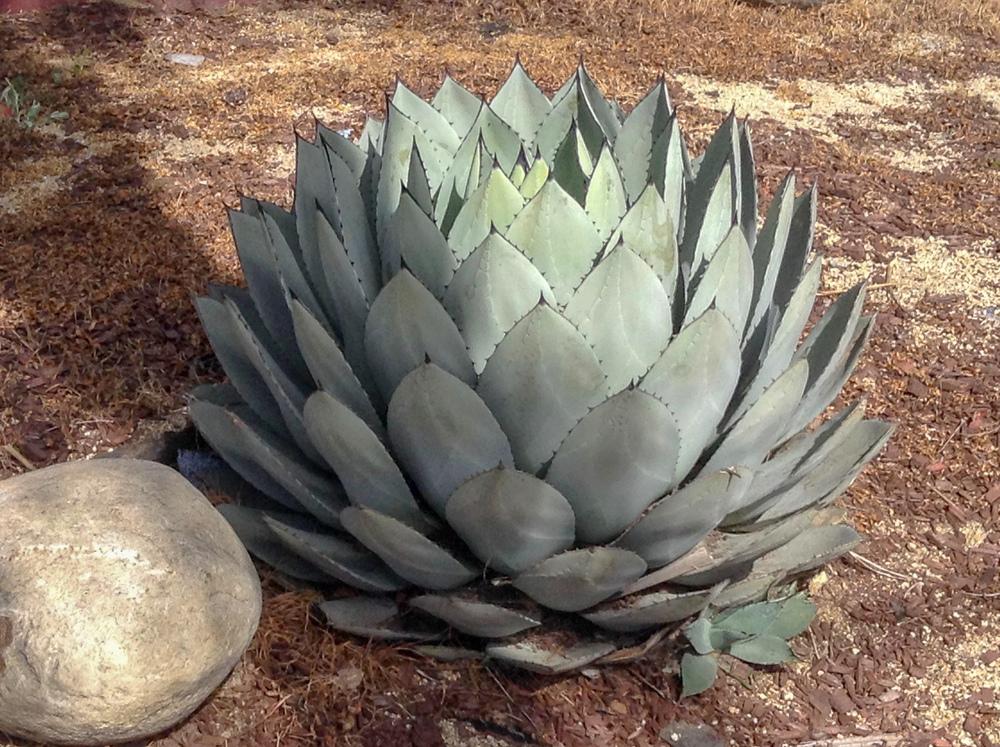 Photo of Parry's Agave (Agave parryi) uploaded by Baja_Costero