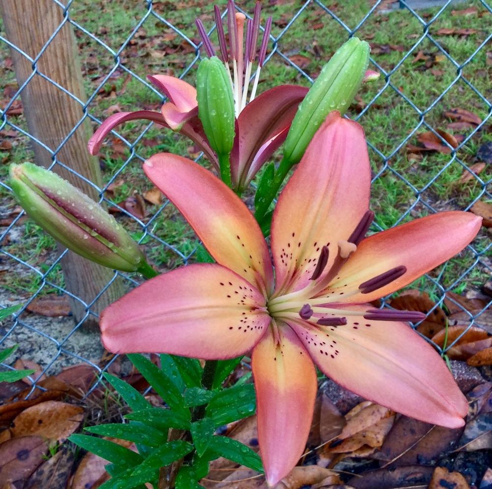 Photo of Lily (Lilium 'Marquee') uploaded by GaNinFl