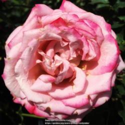 Location: Coastal San Diego County 
Date: 2018-05-17
This is one of the ugliest roses I’ve ever seen, but maybe it g
