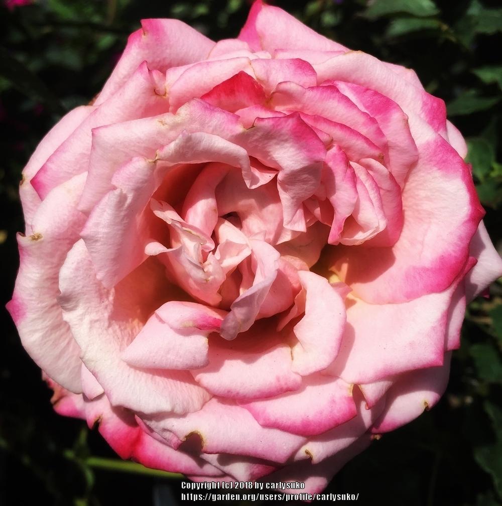 Photo of Rose (Rosa 'Mon Cheri') uploaded by carlysuko