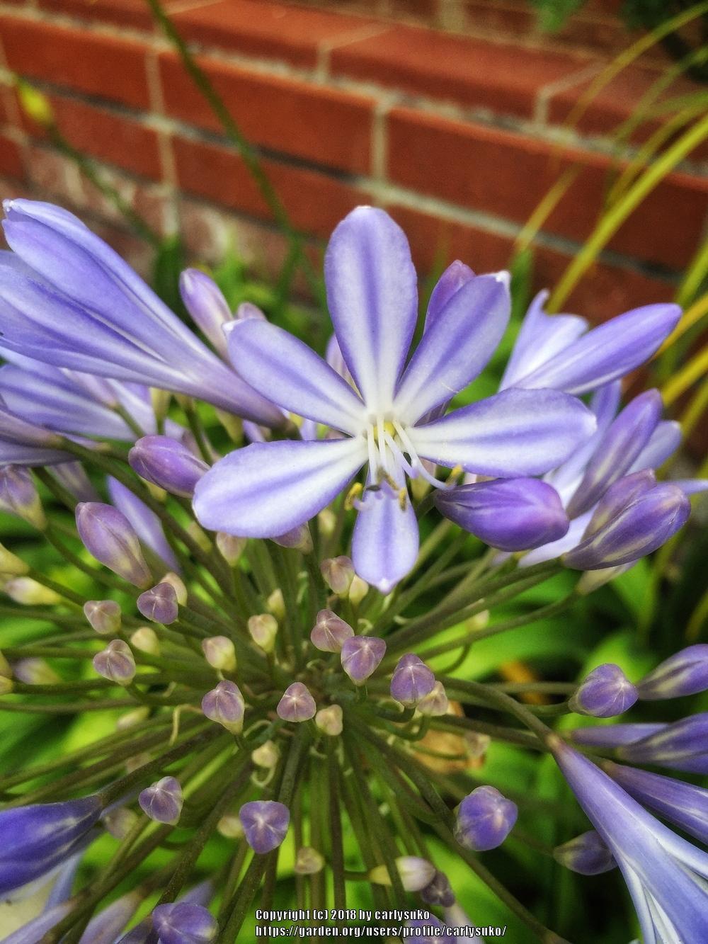 Photo of Lily of the Nile (Agapanthus) uploaded by carlysuko
