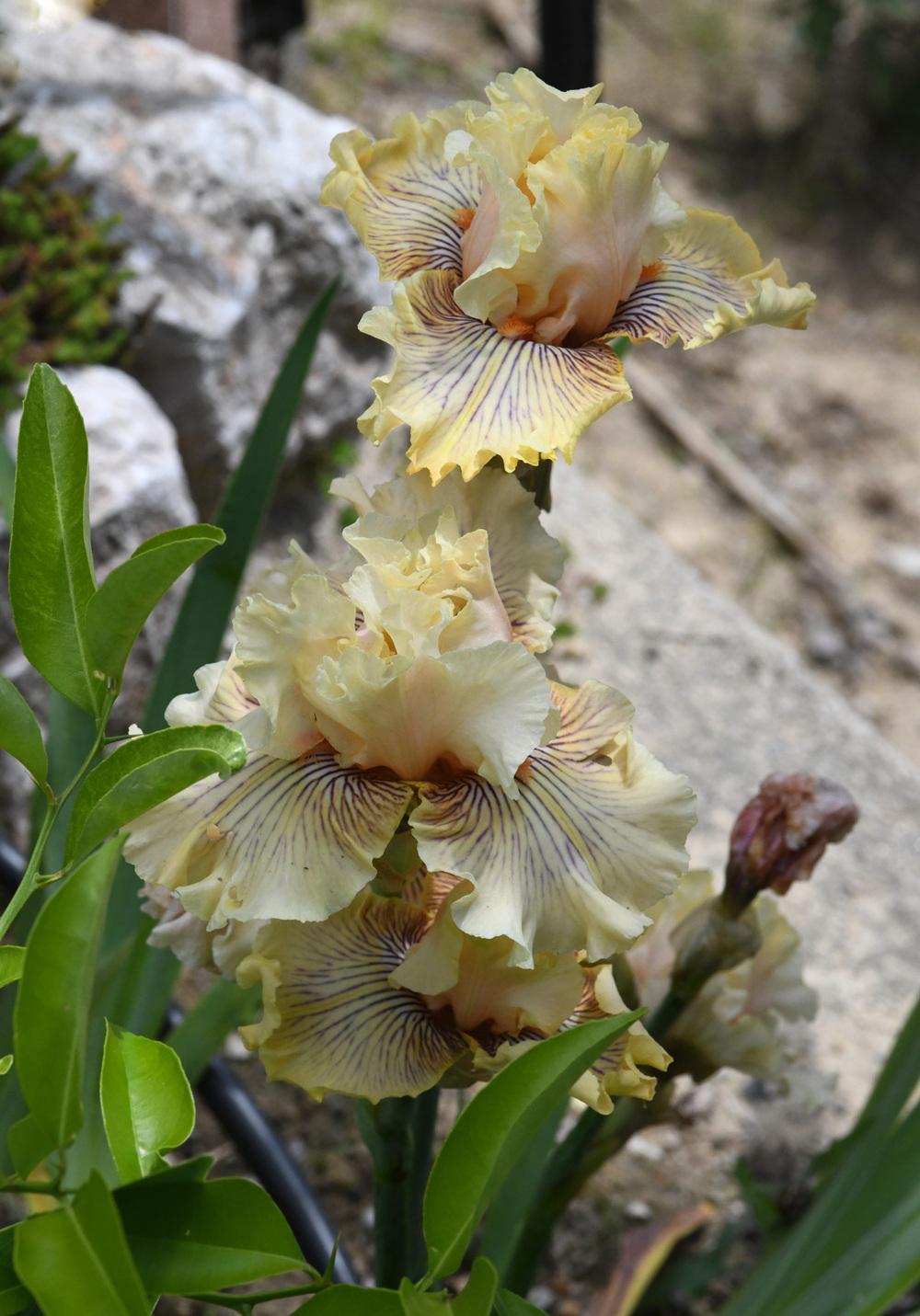 Photo of Tall Bearded Iris (Iris 'Cotillion Gown') uploaded by cliftoncat