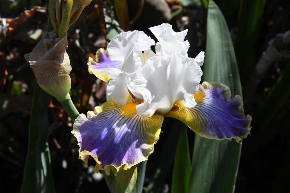 Photo of Tall Bearded Iris (Iris 'Wild Angel') uploaded by cliftoncat