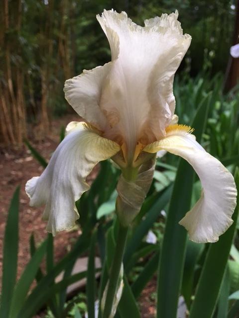 Photo of Tall Bearded Iris (Iris 'Green and Gifted') uploaded by lharvey16