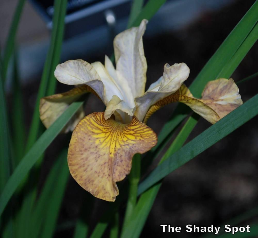Photo of Siberian Iris (Iris 'Ginger Twist') uploaded by lovemyhouse