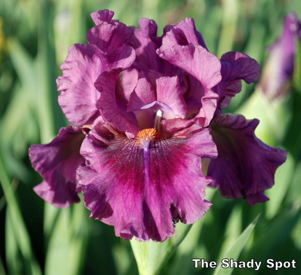 Photo of Intermediate Bearded Iris (Iris 'Pop Culture') uploaded by lovemyhouse